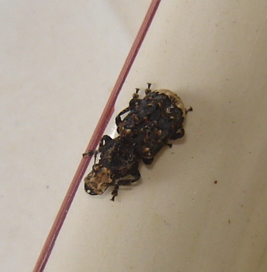 Che cos''?!? Platyrhinus resinosus (Anthribidae)